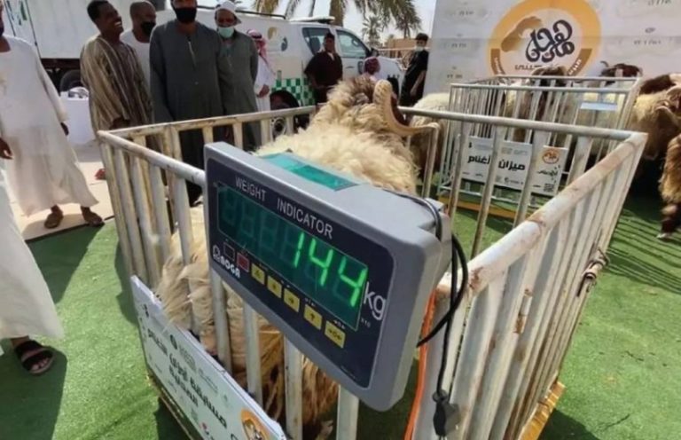 توزيع المواشي بالأوزان يثير مخاوف من تلاعب الأعلاف