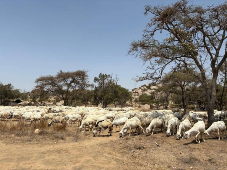 مبادرات جديدة لتقليم الغابات وتشجيع الرعي