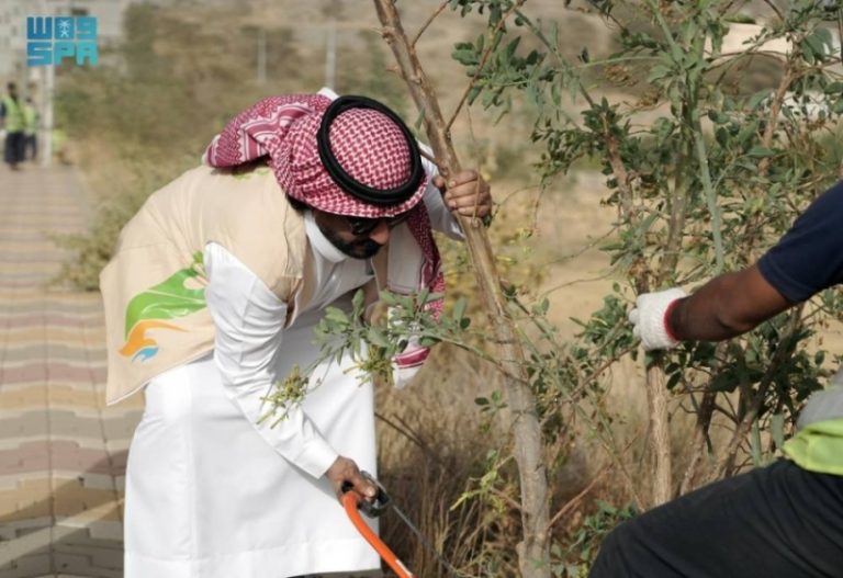 مبادرة جديدة لمواجهة نبتة التبغ الكاذب