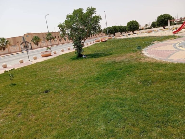 مبادرة جديدة من بلدية القليب لتجميل المدينة والمساحات الخضراء