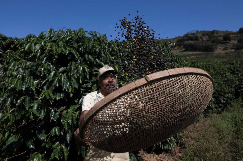 البن البرازيلي في مأزق أمام عاصفة الرسوم الجمركية