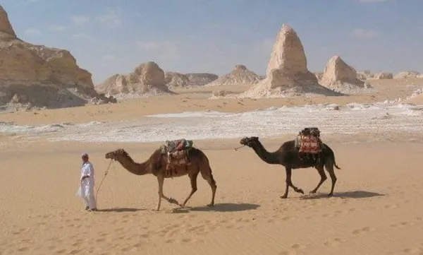 العايش وش يرجعون
