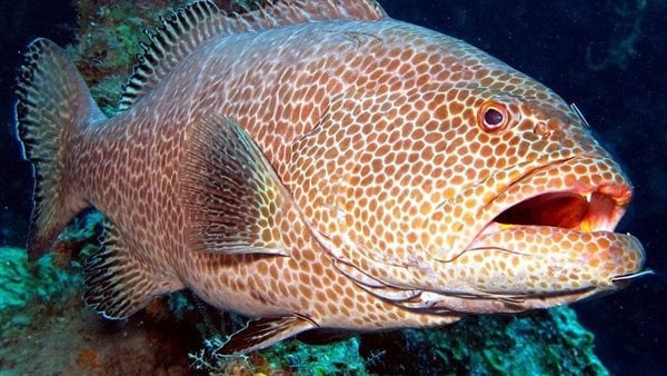 أفضل أنواع السمك في السعودية