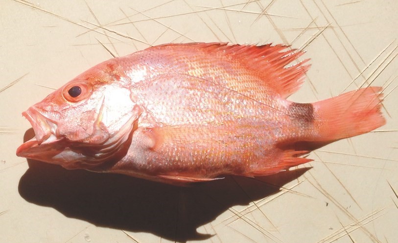 أفضل أنواع السمك في السعودية