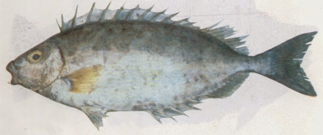 أفضل أنواع السمك في السعودية