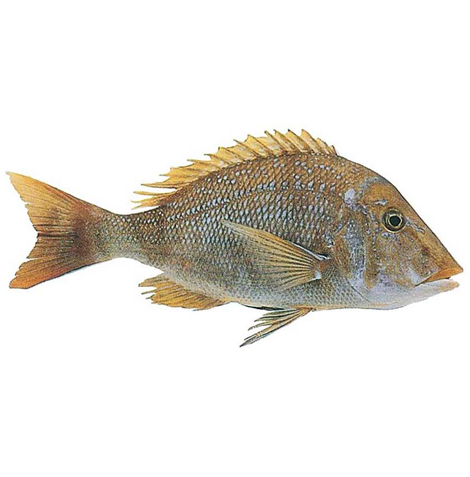 أفضل أنواع السمك في السعودية