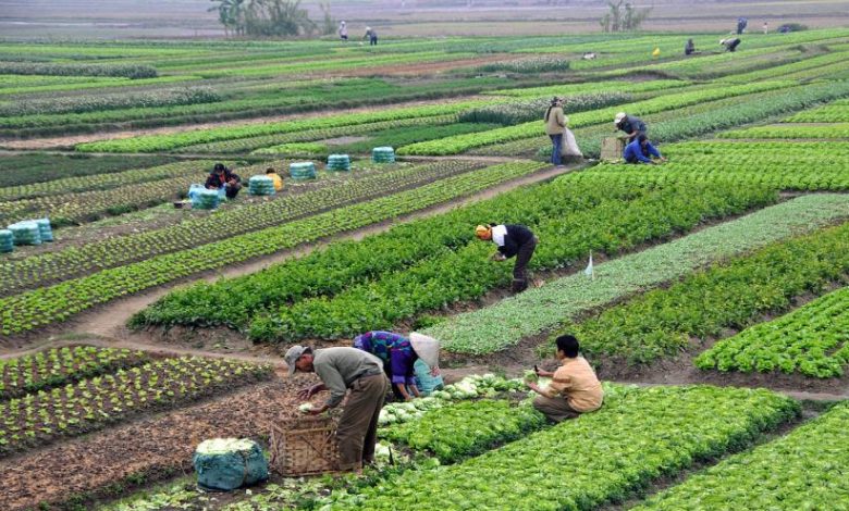 مصر تُطلق مشاريع زراعية عملاقة لتحقيق الاكتفاء الذاتي