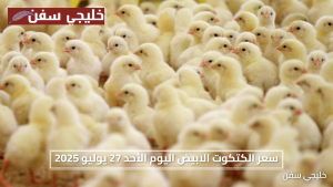 تربية الفراخ في البيت.. سعر الكتكوت الابيض اليوم الأحد 27 يوليو 2027 ومقارنة بين جميع الأنواع