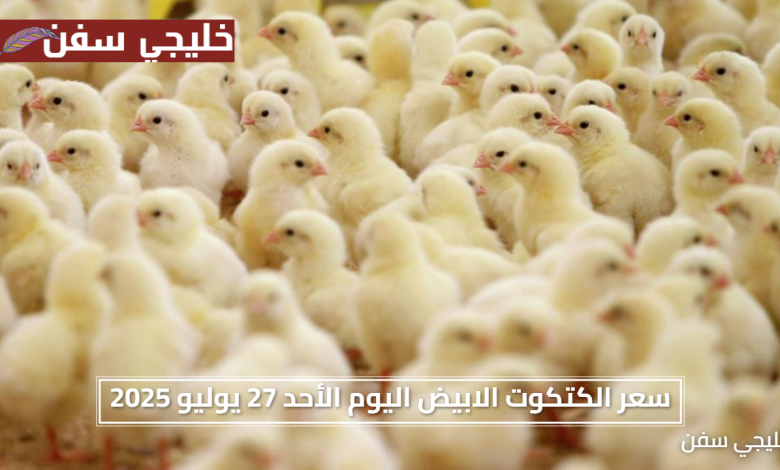 تربية الفراخ في البيت.. سعر الكتكوت الابيض اليوم الأحد 27 يوليو 2027 ومقارنة بين جميع الأنواع