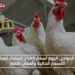 اعرف الان.. بورصة الدواجن اليوم اسعار الفراخ البيضاء تعرف على الأسعار الحالية وأسباب التغير