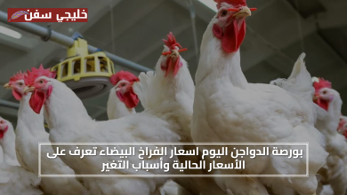 اعرف الان.. بورصة الدواجن اليوم اسعار الفراخ البيضاء تعرف على الأسعار الحالية وأسباب التغير