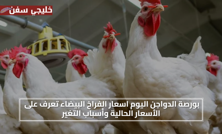 اعرف الان.. بورصة الدواجن اليوم اسعار الفراخ البيضاء تعرف على الأسعار الحالية وأسباب التغير