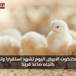 سعر الكتكوت الابيض اليوم الاثنين 28 يوليو 2025 تشهد استقرارا وتوقعات باتجاه صاعد قريبًا