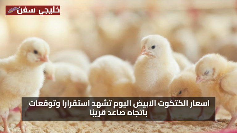 سعر الكتكوت الابيض اليوم الاثنين 28 يوليو 2025 تشهد استقرارا وتوقعات باتجاه صاعد قريبًا