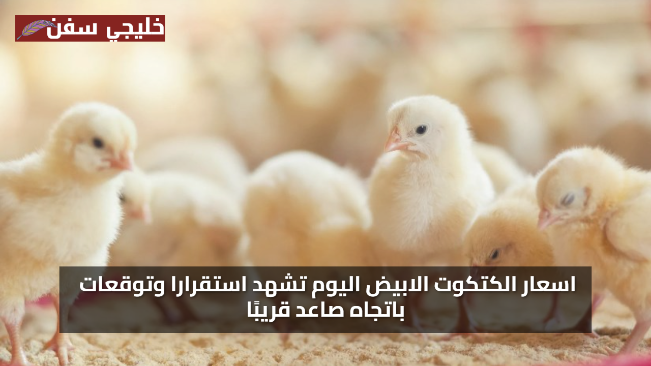 سعر الكتكوت الابيض اليوم الاثنين 28 يوليو 2025 تشهد استقرارا وتوقعات باتجاه صاعد قريبًا
