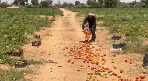 ألم الفقد يعصف بمزارع معان ويتسبب بتلف محصوله بيديه بعد إغلاق أبواب الأمل