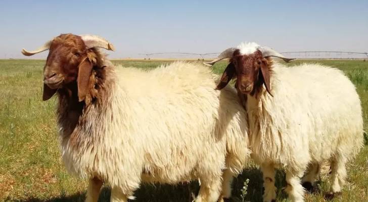 إجراءات جديدة.. وزير الزراعة يوقف استيراد الأغنام الحية من سوريا لحماية المنتج المحلي