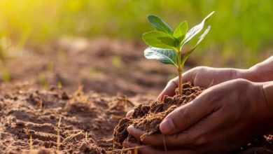 التعديلات الجديدة لنظام تسجيل الأصناف النباتية لعام 2025