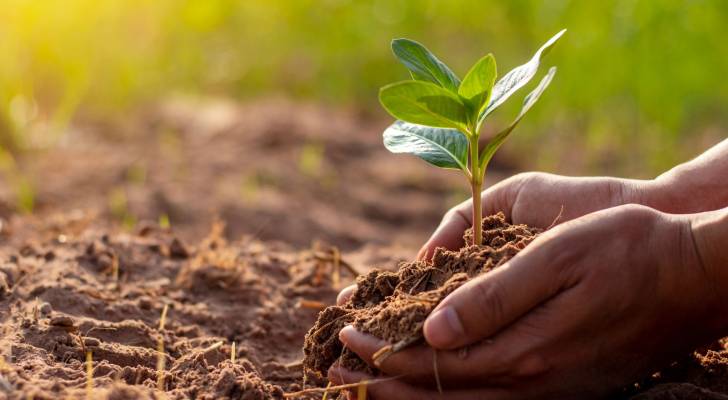 التعديلات الجديدة لنظام تسجيل الأصناف النباتية لعام 2025