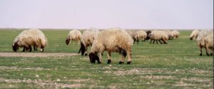 “السماح بالرعي”: فتح أبواب (4) مناطق جديدة بالمملكة