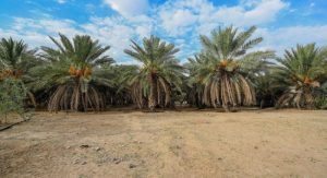 العقيق تنتج 40 طنًا من التمور هذا الموسم  
إنتاج تمور العقيق يبلغ 40 طنًا  
تمور العقيق تسجل 40 طنًا في الحصاد  
العقيق تحقق إنتاج 40 طنًا من التمور  
40 طنًا من التمور في العقيق هذا العام