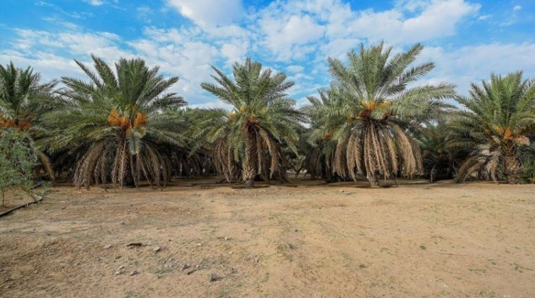 العقيق تنتج 40 طنًا من التمور هذا الموسم  
إنتاج تمور العقيق يبلغ 40 طنًا  
تمور العقيق تسجل 40 طنًا في الحصاد  
العقيق تحقق إنتاج 40 طنًا من التمور  
40 طنًا من التمور في العقيق هذا العام