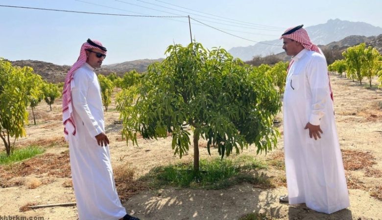 تتابع ميدانيًا: بيئة أضم تراقب مزارع المانجو