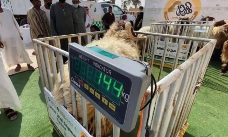 توزيع المواشي بالأوزان يثير مخاوف من تلاعب الأعلاف