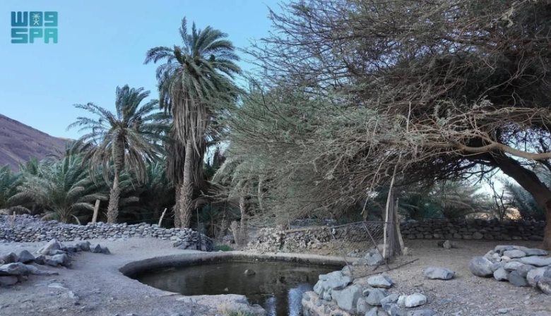 ذاكرة جريان شلال.. حياة متجددة لأهالي ومزارع العُلا