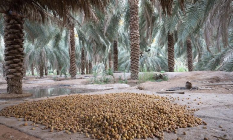 رُطب المدينة المنورة الأكثر طلبًا في فصل الصيف
