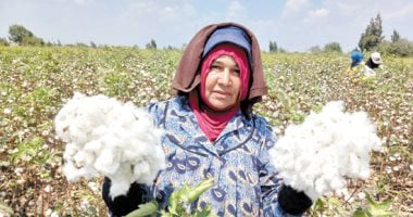 زراعة الأقطان قصيرة التيلة تساهم في خفض الواردات وتلبية احتياجات الصناعة الوطنية