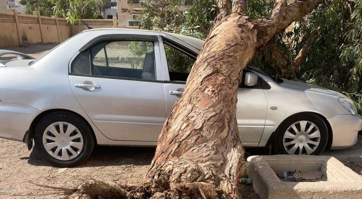 شجرة تسقط في العقبة وتسبب أضراراً جسيمة لمركبة - فيديو