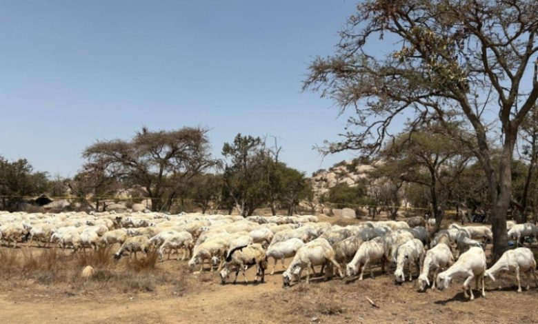 مبادرات جديدة لتقليم الغابات وتشجيع الرعي