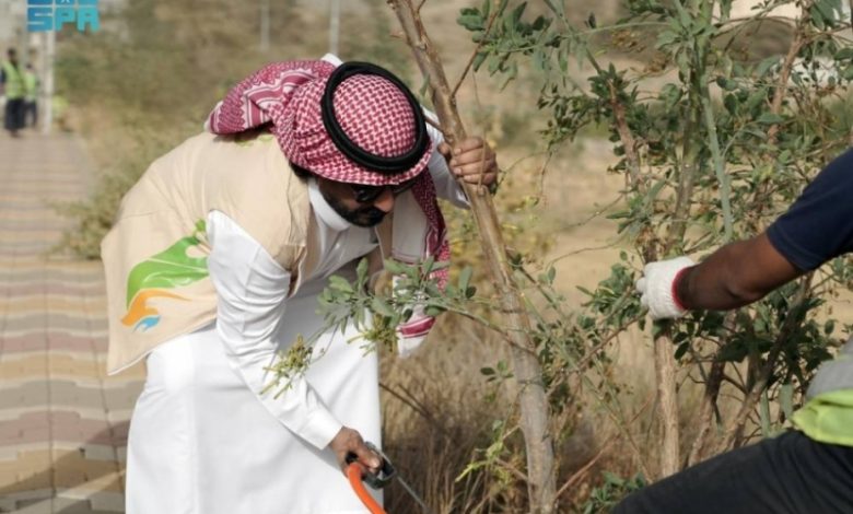 مبادرة جديدة لمواجهة نبتة التبغ الكاذب