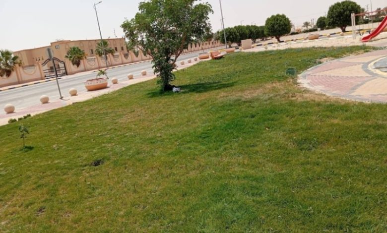 مبادرة جديدة من بلدية القليب لتجميل المدينة والمساحات الخضراء