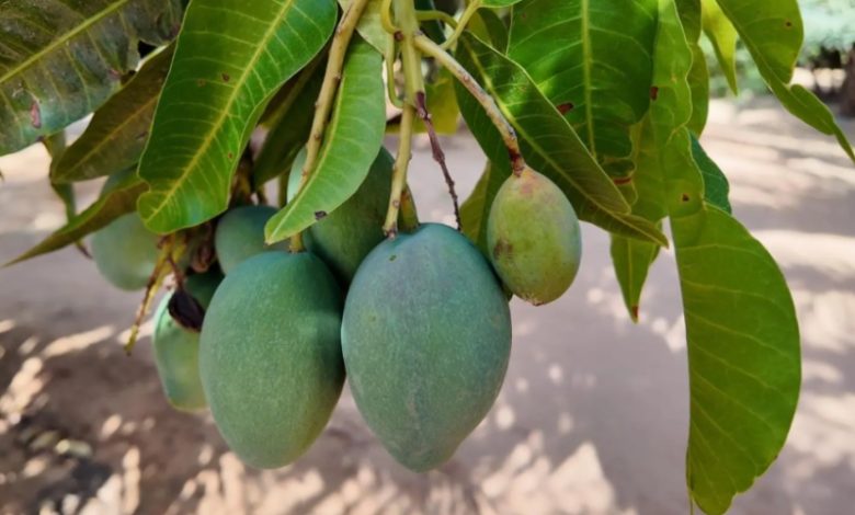 مدينة العُلا تزرع 50 ألف شجرة مانجو وتنتج أكثر من ألف طن سنويًا