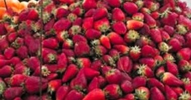 مصر تتصدر تصدير الفراولة المجمدة عالمياً بـ383 مليون دولار لأكثر من 100 سوق