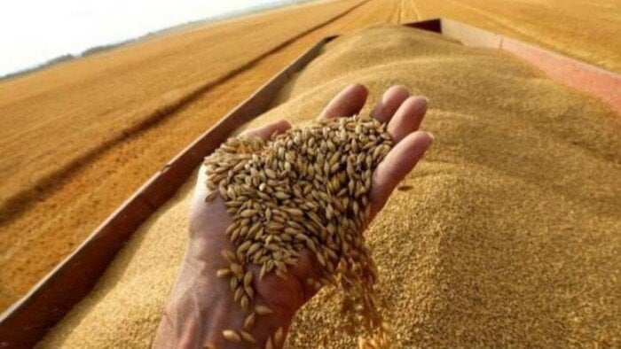 مصر تحقق إنجازًا عالميًا بإنتاج 10 ملايين طن من القمح