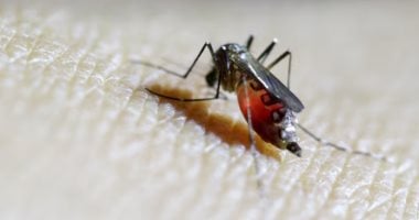 الصحة العالمية تعرب عن قلقها إزاء تفشى فيروس شيكونجونيا المنقول من البعوض