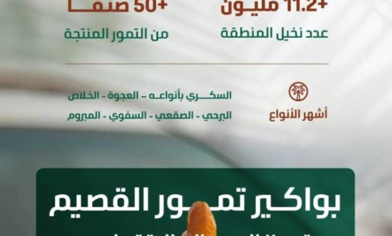 موسم جني التمور بالقصيم يعزز الاقتصاد الوطني بإنتاج 390 ألف طن من التمور