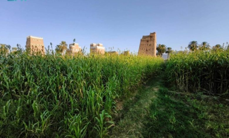 نجران: وجهة زراعية واعدة تجذب المستثمرين من خلال فرص نوعية وتقنيات مبتكرة.