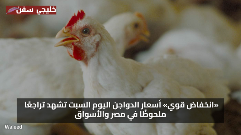 تحديث سعر الفراخ البيضاء اليوم أسعار الدواجن السبت تشهد تراجعًا ملحوظًا في مصر والأسواق