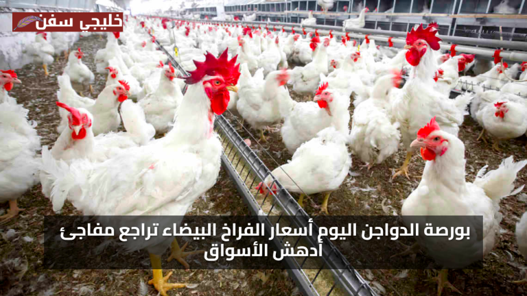 انخفاض مفاجئ: أسعار الفراخ البيضاء اليوم تسجل تراجعًا كبيرًا في بورصة الدواجن المحلية