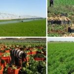 680 ألف عميل يستفيدون من تمويلات متناهية الصغر لمشروعات زراعية بقيمة 15.5 مليار جنيه