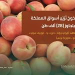 أسواق المملكة تتزين بثمار الخوخ المحلي الذي يتجاوز إنتاجه 28 ألف طن.