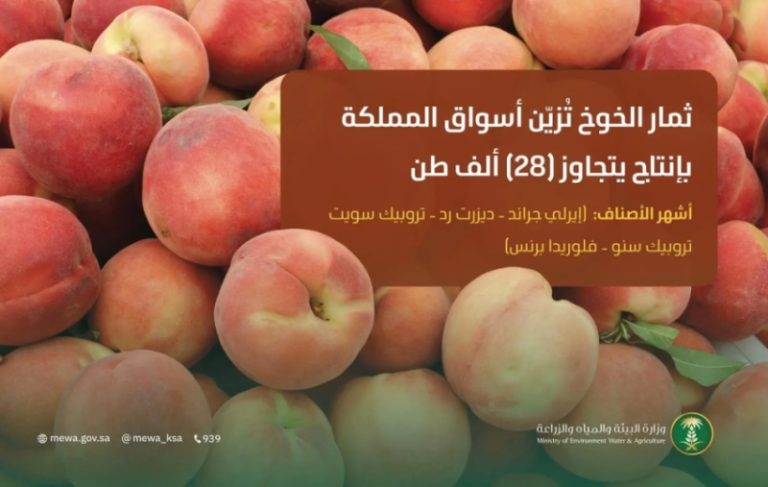 أسواق المملكة تتزين بثمار الخوخ المحلي الذي يتجاوز إنتاجه 28 ألف طن.