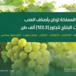 أسواق المملكة تفيض بأجود أنواع العنب والإنتاج يتجاوز 122.3 ألف طن هذا العام.