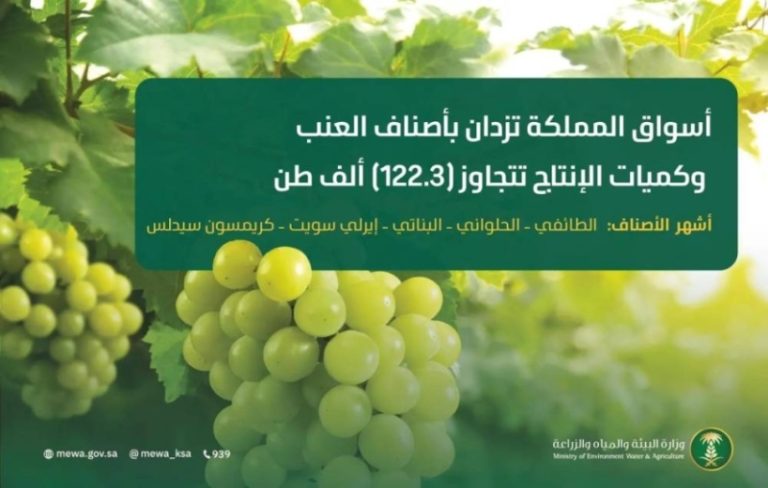 أسواق المملكة تفيض بأجود أنواع العنب والإنتاج يتجاوز 122.3 ألف طن هذا العام.