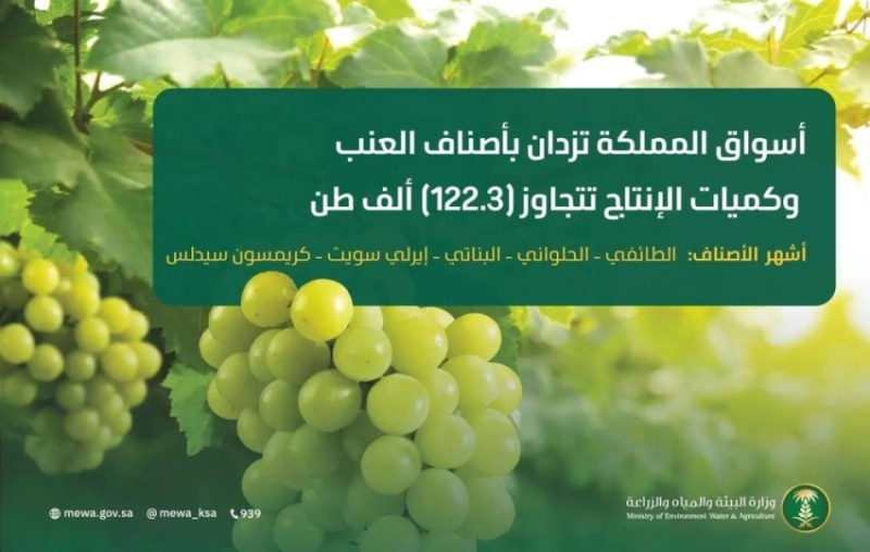 أسواق المملكة تفيض بأجود أنواع العنب والإنتاج يتجاوز 122.3 ألف طن هذا العام.