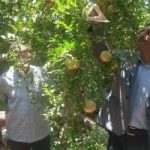 وزير الزراعة: إجراءات فورية وعاجلة لدعم مزارعي الرمان بالبدارى